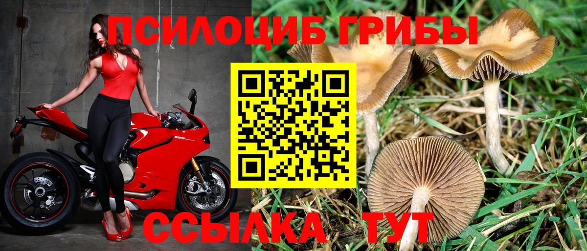 Псилоцибиновые грибы прущие грибы  Псилоцибиновые грибы Psilocybe  Конаково  Вход с VPN 